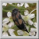 Variimorda villosa - Stachelkaefer 02.jpg